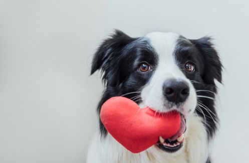 7 reasons pets are good for your health